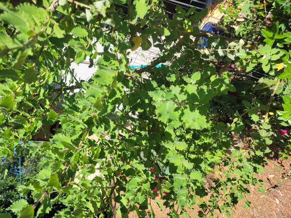 Identificação da planta Menta-de-rio por foto