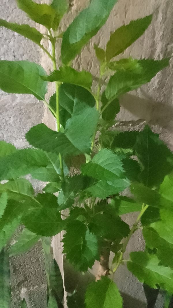 Identificação da planta Áster-do-bosque por foto