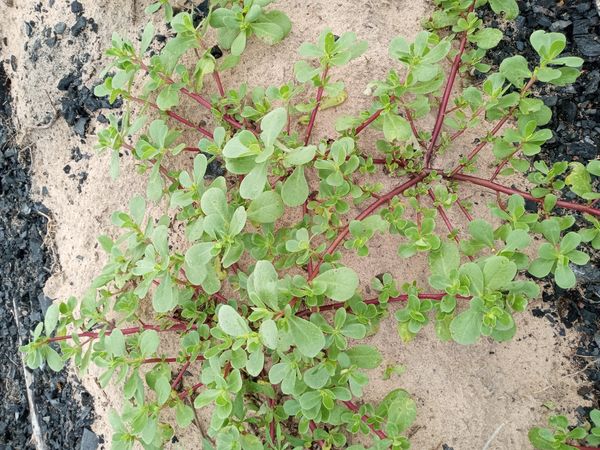 Identificação da planta Portulaca por foto