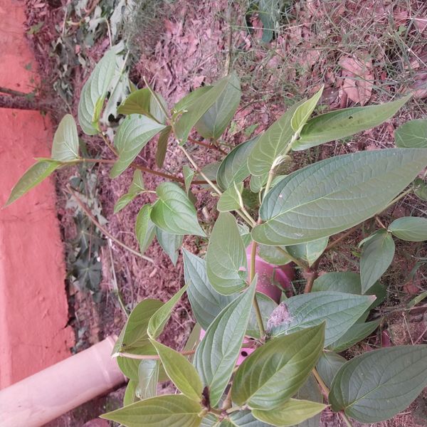 Identificação da planta Jaborandi-manso por foto
