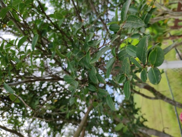 Identificação da planta Catuaba por foto