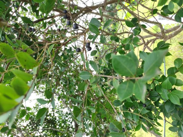 Identificação da planta Cambui por foto