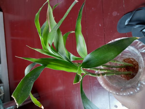 Identificação da planta Bambu da Sorte por foto