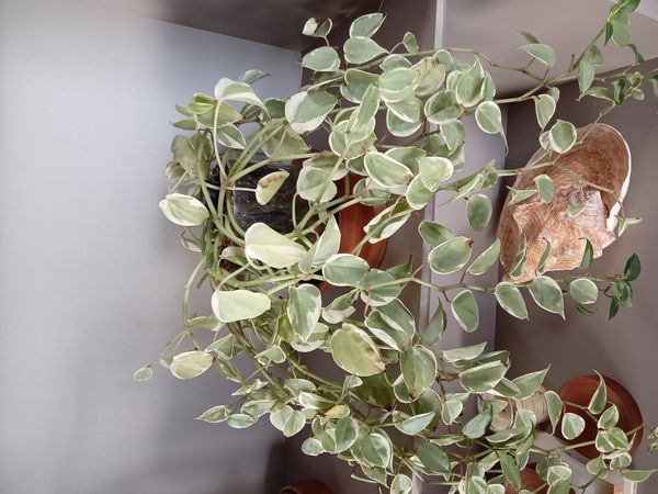 Identificação da planta Oriri por foto