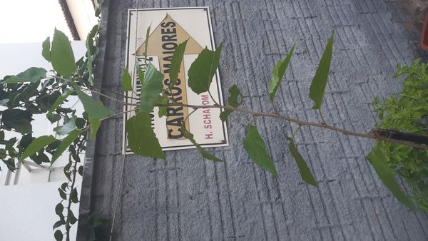 Identificação da planta Amora por foto