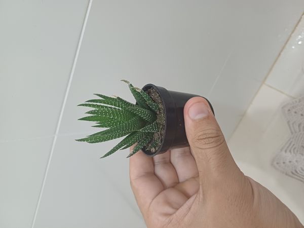 Identificação da planta Rabo de jacaré por foto