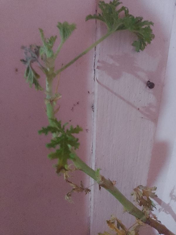 Identificação da planta Gerânio por foto