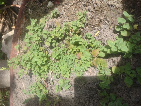 Identificação da planta Manjerona por foto