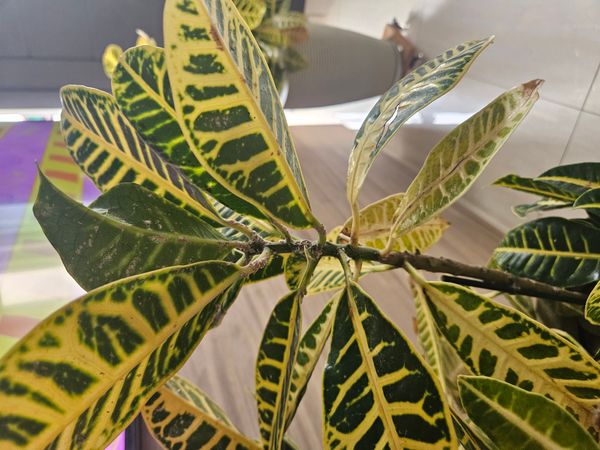 Identificação da planta Cróton por foto