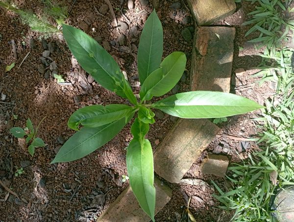 Identificação da planta Chichuá por foto