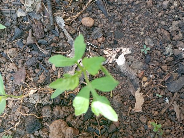 Identificação da planta Jacarandá por foto