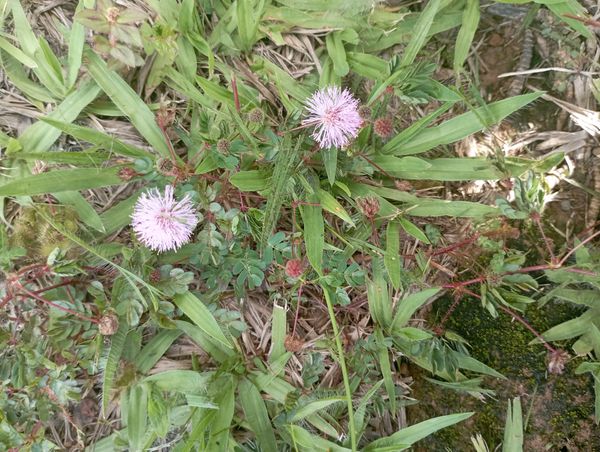 Identificação da planta Dormideira por foto