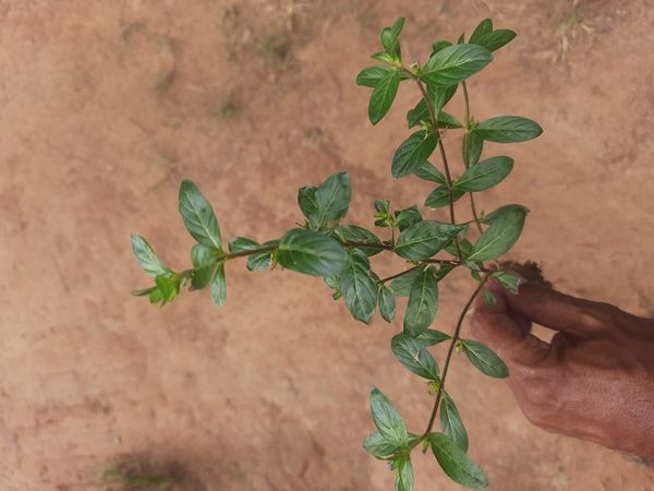 Identificação da planta Sete-sangrias por foto