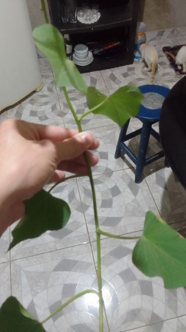 Identificação da planta Hera-da-madeira por foto