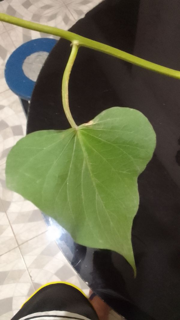 Identificação da planta Batata-doce por foto