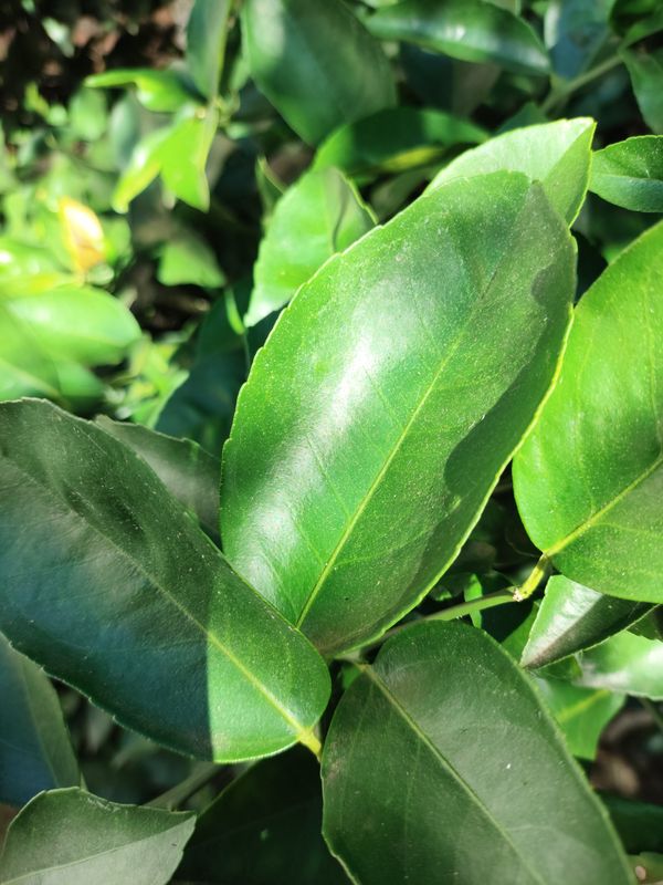 Identificação da planta Limão por foto