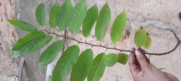 Identificação da planta Fruta-do-conde por foto