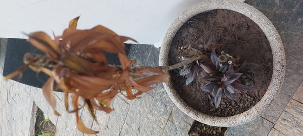 Identificação da planta Dracena por foto