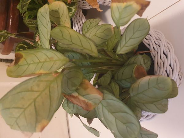 Identificação da planta Maranta Burle Marx por foto