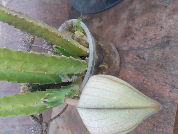 Identificação da planta Flor-cadáver por foto