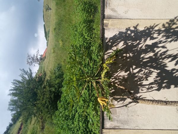 Identificação da planta Mamão por foto
