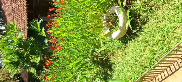 Identificação da planta Bananeira-de-jardim por foto