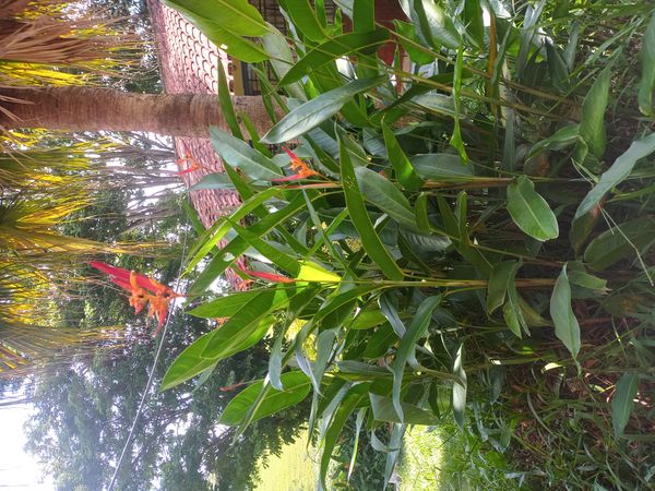 Identificação da planta Bananeira-de-jardim por foto