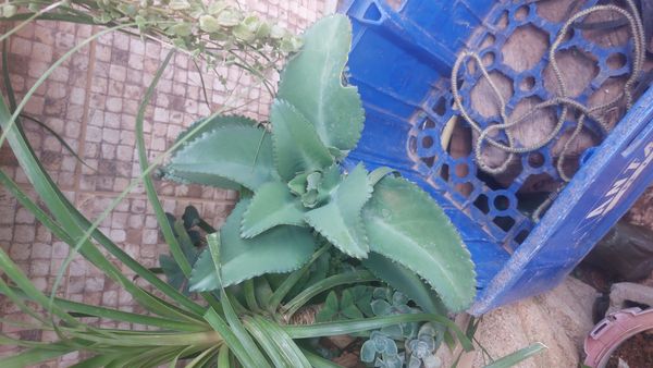 Identificação da planta Aranto por foto