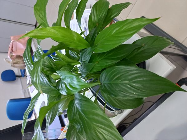 Identificação da planta Como cuida do lirio por foto