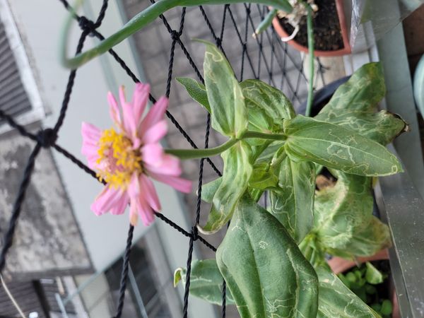 Identificação da planta Zinnia por foto