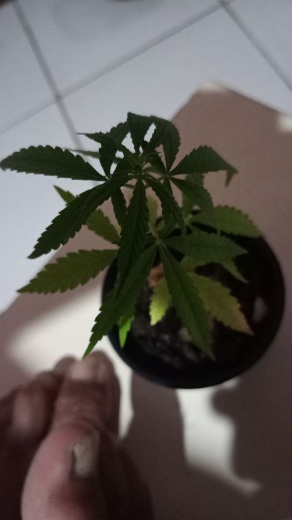 Identificação da planta Maconha por foto