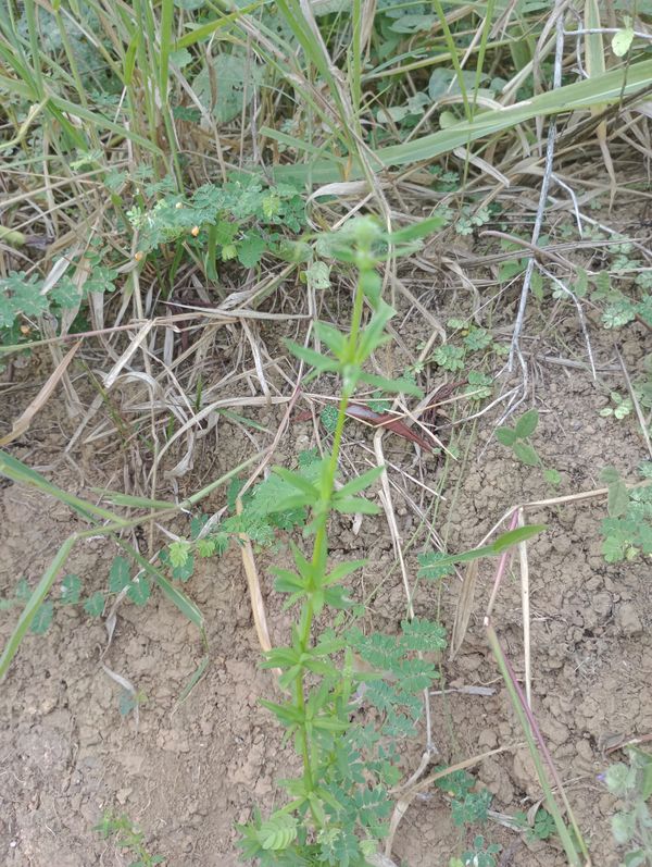 Identificação da planta Aparine por foto