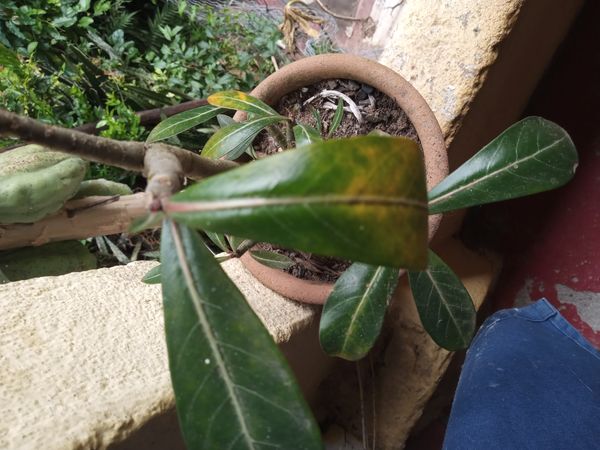 Identificação da planta Rosa-do-deserto por foto