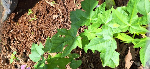 Identificação da planta Mamão por foto
