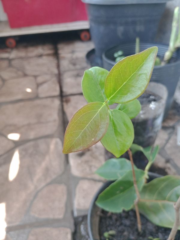 Identificação da planta Pitanga por foto