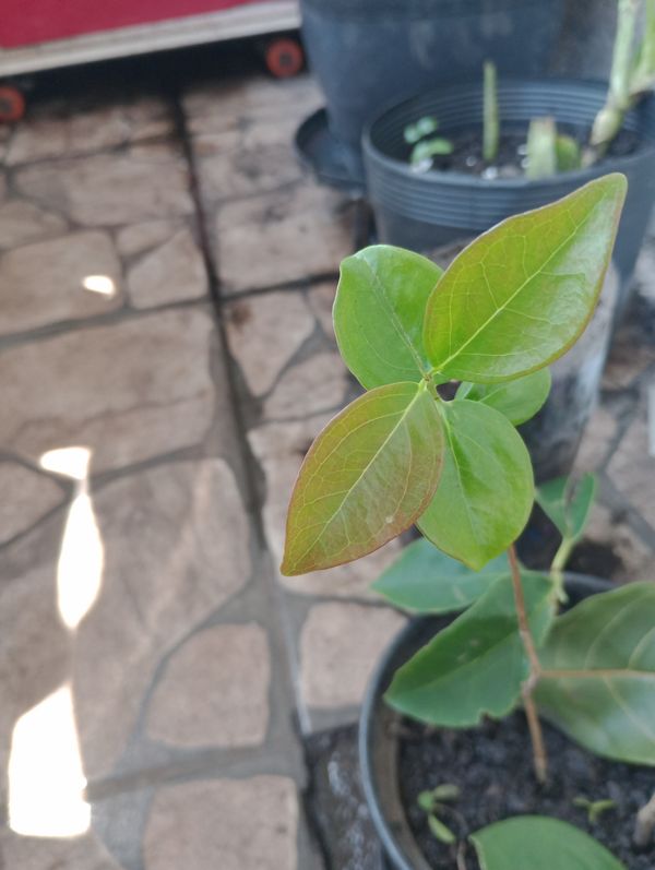 Identificação da planta Pitanga por foto