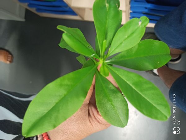Identificação da planta Maria-gorda por foto