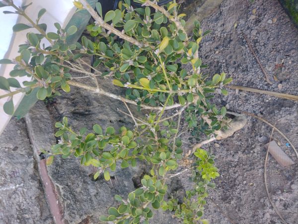 Identificação da planta Buxinho por foto