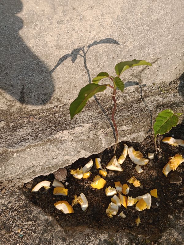 Identificação da planta Maracujá por foto