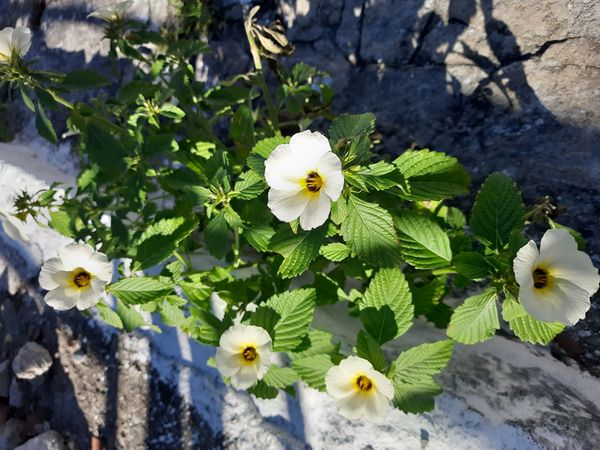 Identificação da planta Chanana por foto