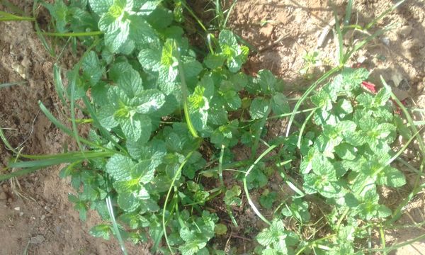 Identificação da planta Hortelã por foto