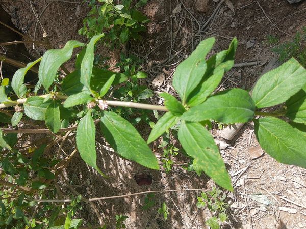 Identificação da planta Cidreira por foto