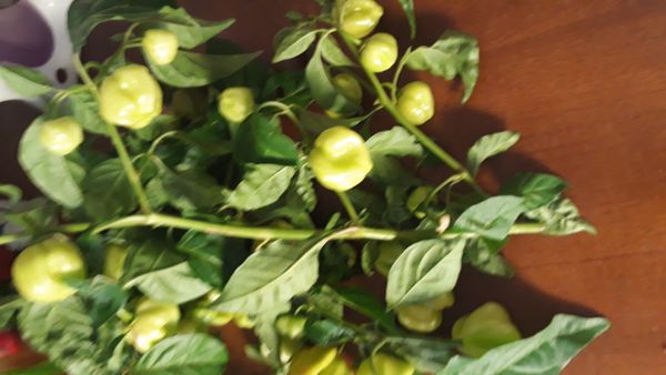 Identificação da planta Pimenta-de-cheiro por foto