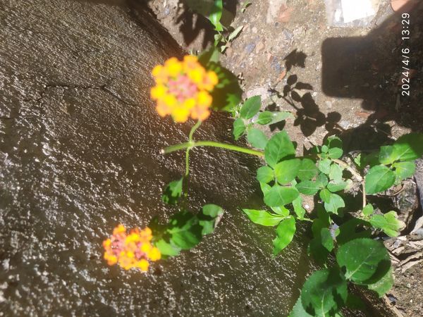 Identificação da planta Cambará por foto