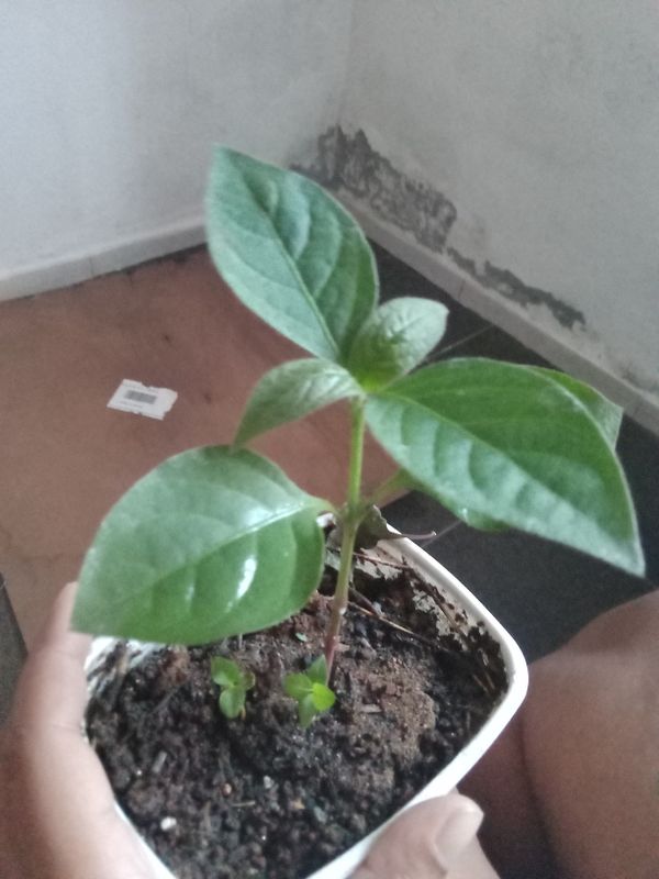 Identificação da planta Poiréia por foto