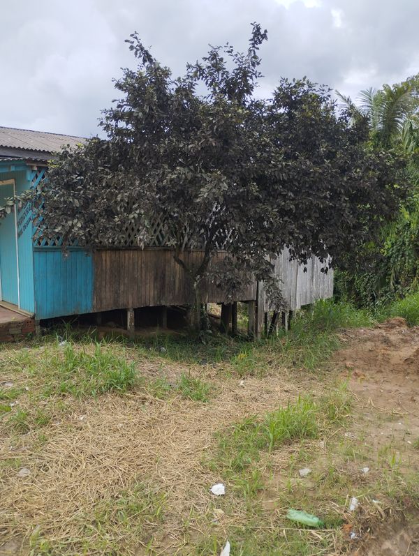 Identificação da planta Pau-terra por foto