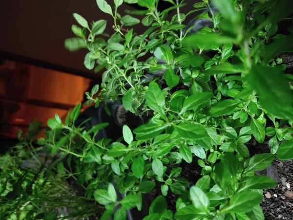 Identificação da planta Poêjo por foto