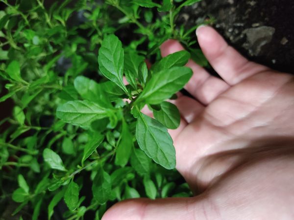 Identificação da planta Hortelã-de-arbusto por foto