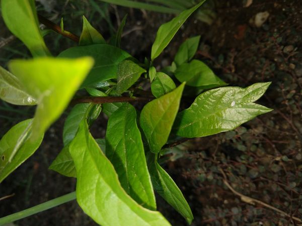 Identificação da planta Abacate por foto