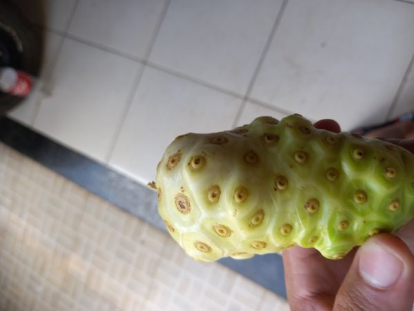 Identificação da planta Noni por foto